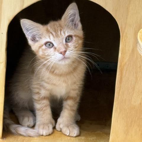 Grumpy, Adoptable, Kitten Male Domestic Short Hair.