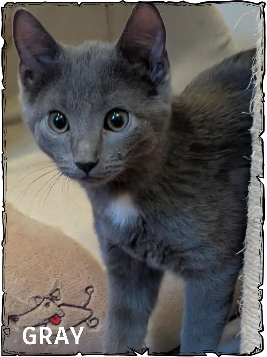 Enlarge Gray, an adopted Domestic Short Hair in Whiting, IN image 1/1