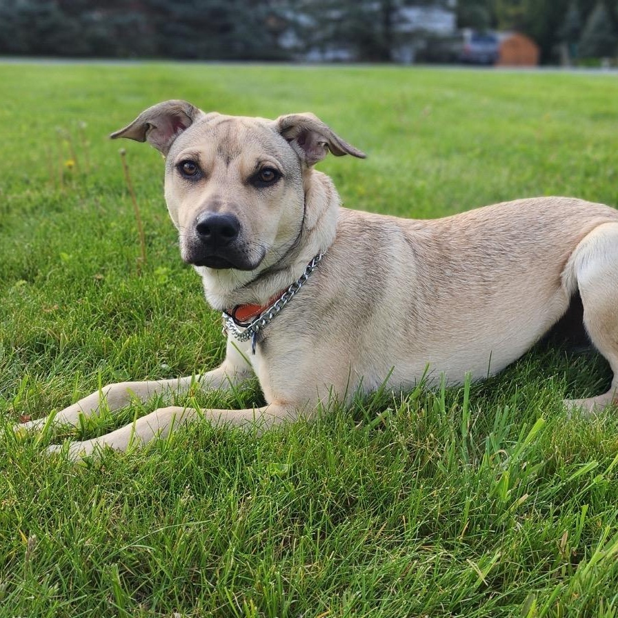 Enlarge Rico, a Adoptable mixed breed in Kingston, NY image 3/5