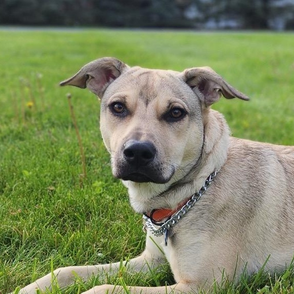 Rico, Adoptable, Puppy Male Labrador Retriever & Shepherd.