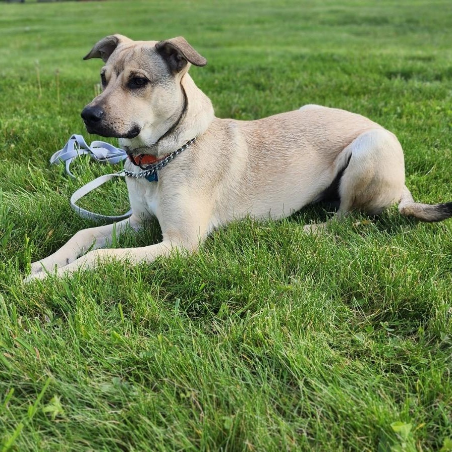Enlarge Rico, a Adoptable mixed breed in Kingston, NY image 4/5