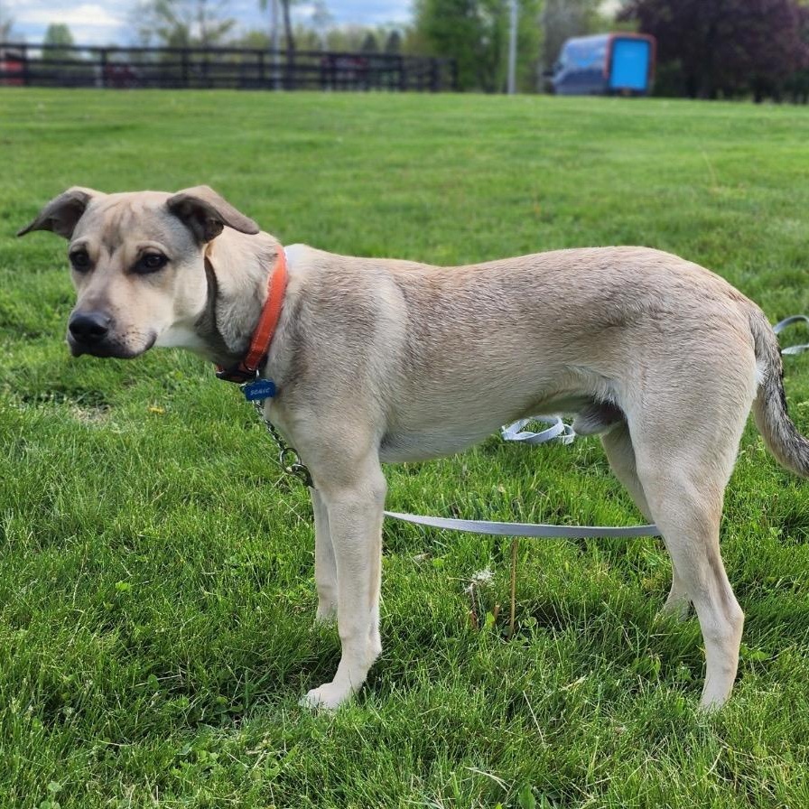 Enlarge Rico, a Adoptable mixed breed in Kingston, NY image 5/5
