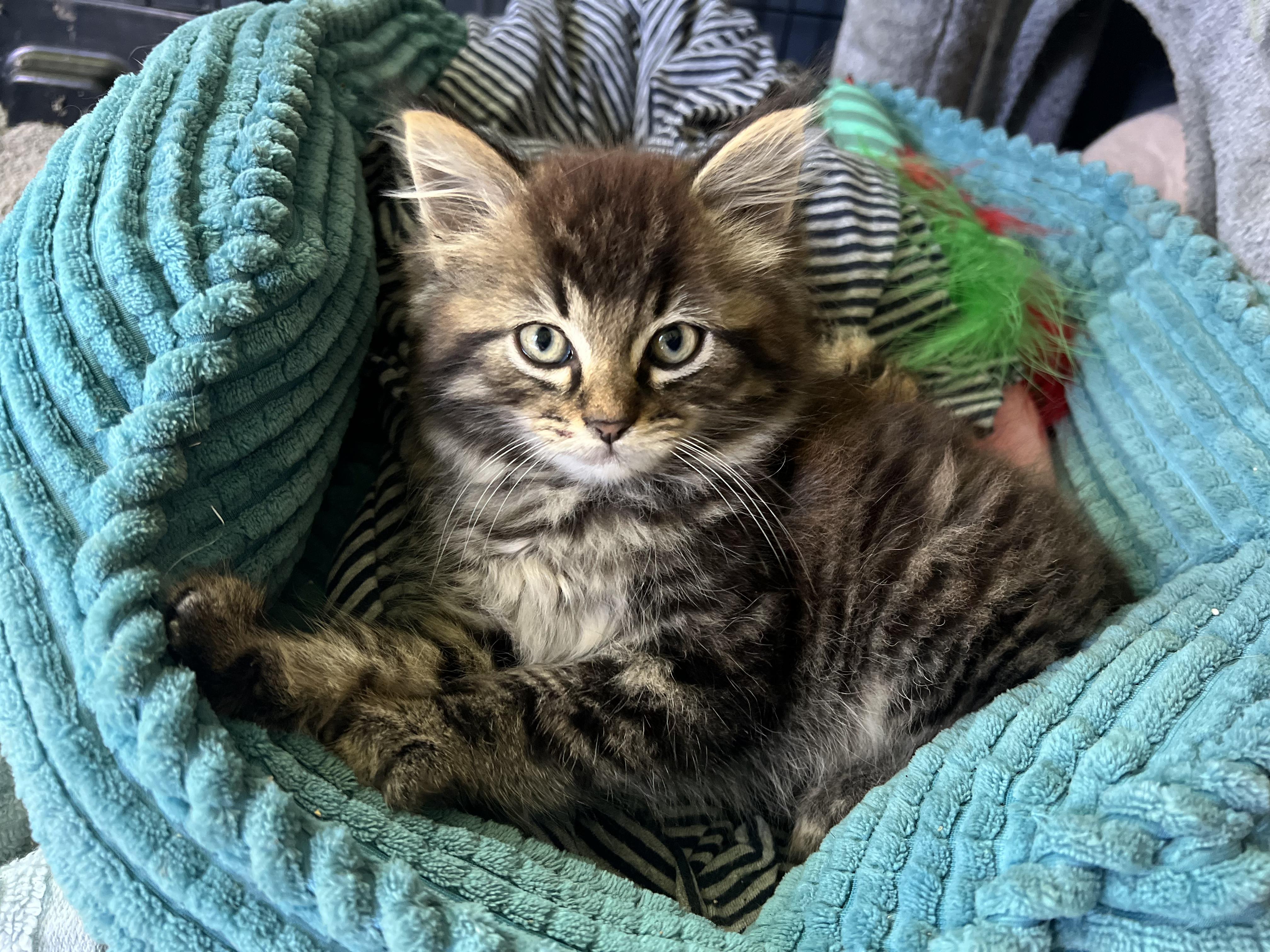 Gourd | NEED FOSTER, Adopted, Kitten Male Domestic Long Hair.