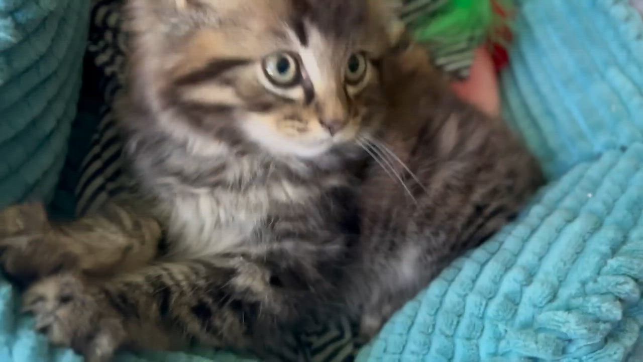 Enlarge Gourd | NEED FOSTER, a Adopted Domestic Long Hair in Clyde, NC video 2/2