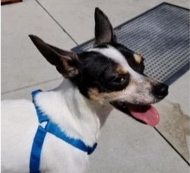 Enlarge Chucky, a Adoptable Rat Terrier in Maumee, OH image 2/3