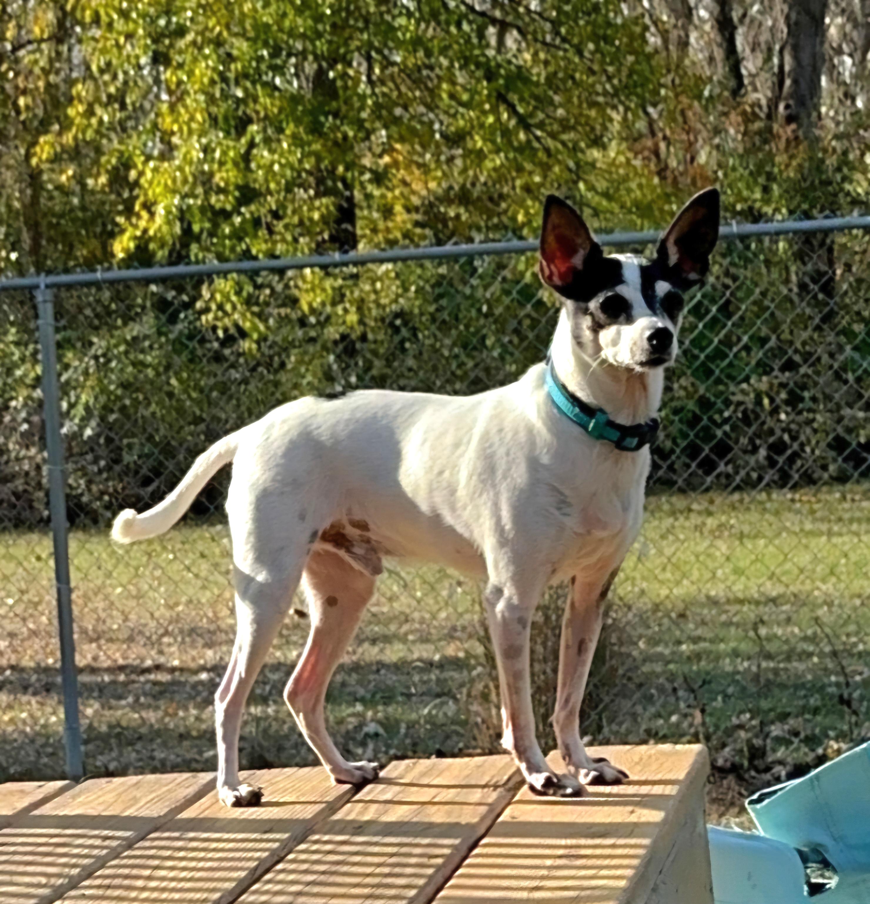 Enlarge Chucky, a Adoptable Rat Terrier in Maumee, OH image 1/3