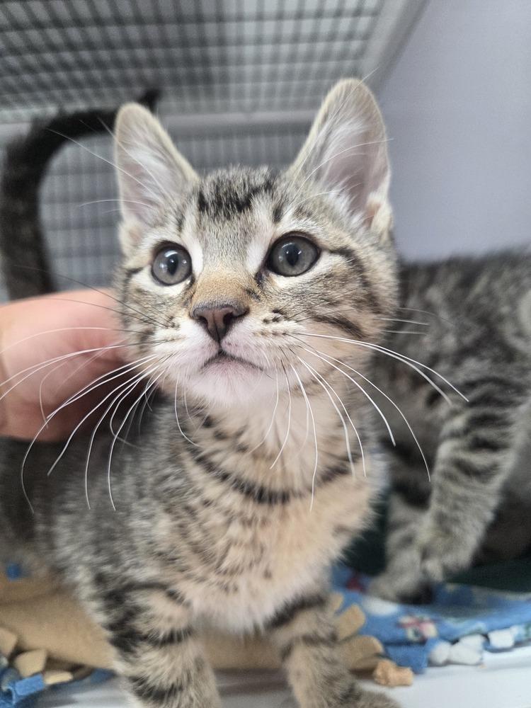 Quinn, Adoptable, Kitten Male Domestic Short Hair.