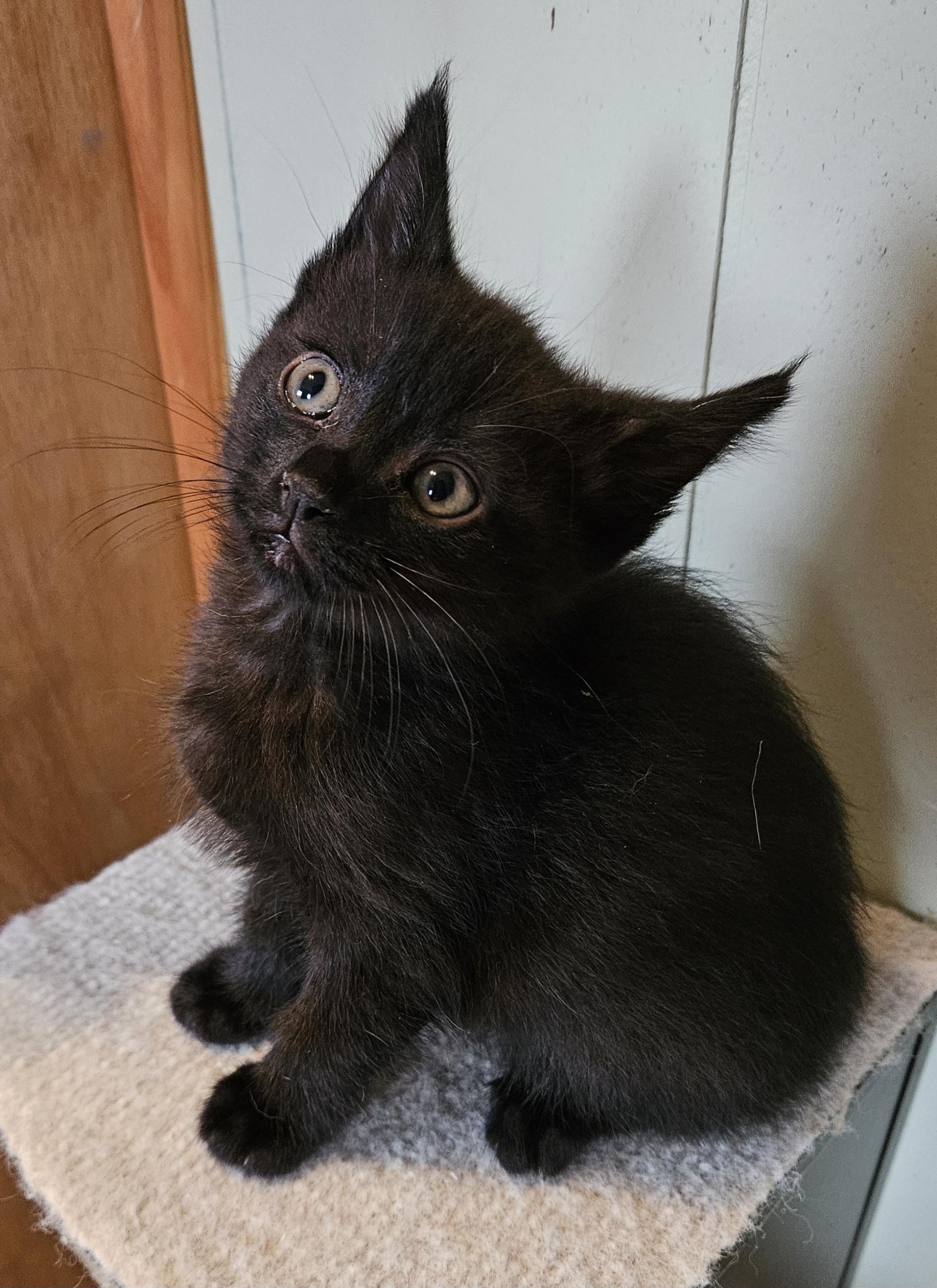 Enlarge Munchie, an adopted Domestic Short Hair in Brockport, NY image 3/5