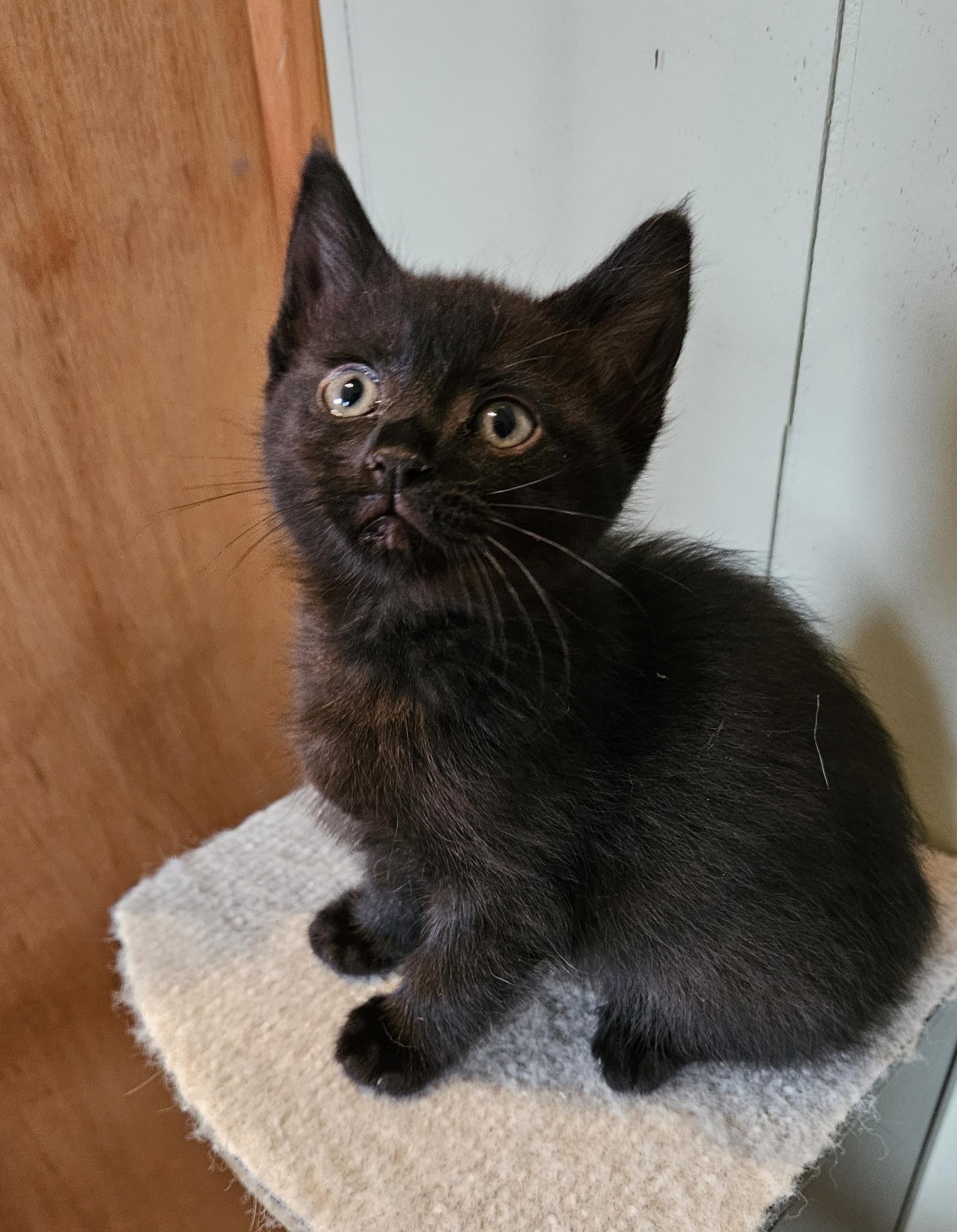 Enlarge Munchie, an adopted Domestic Short Hair in Brockport, NY image 1/5