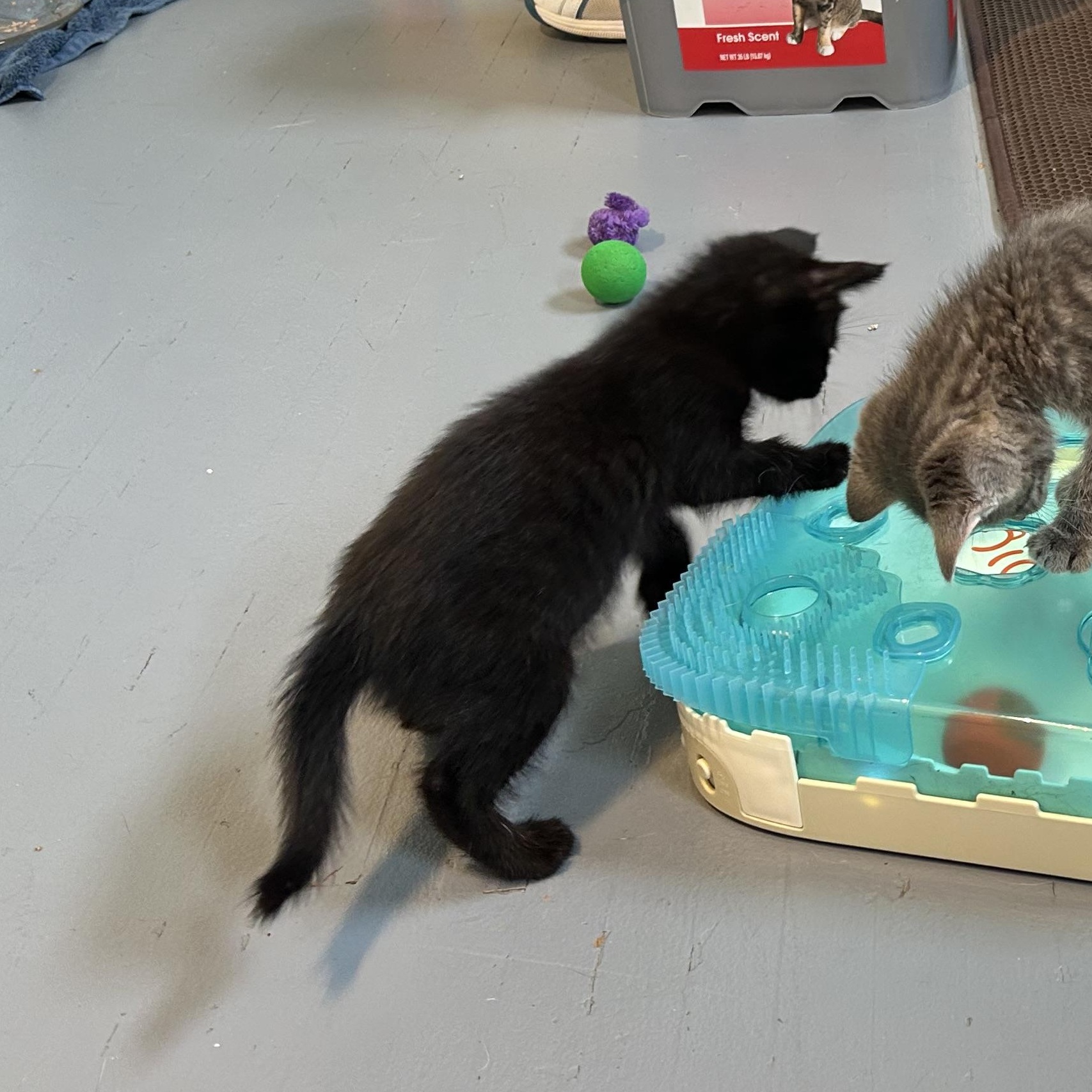 Enlarge Munchie, an adopted Domestic Short Hair in Brockport, NY image 4/5