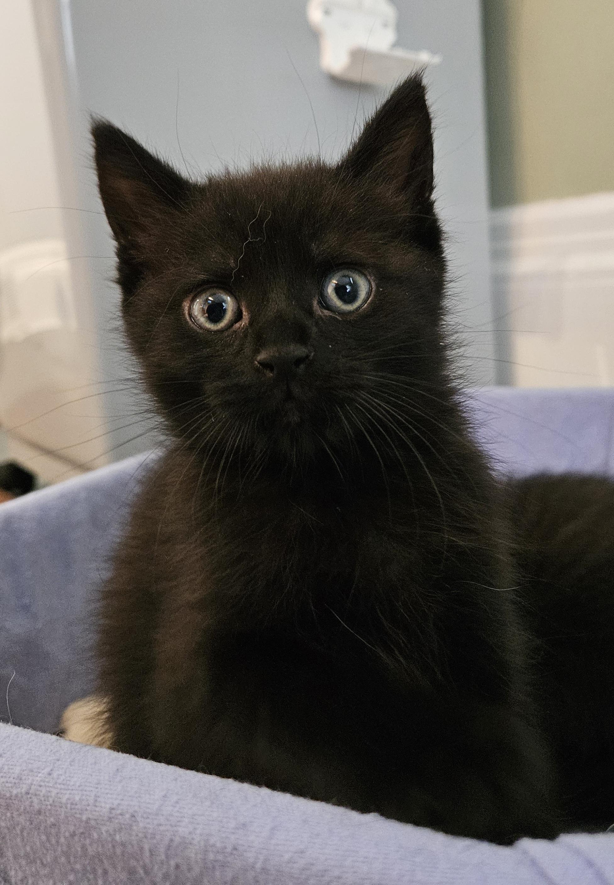 Enlarge Munchie, an adopted Domestic Short Hair in Brockport, NY image 2/5