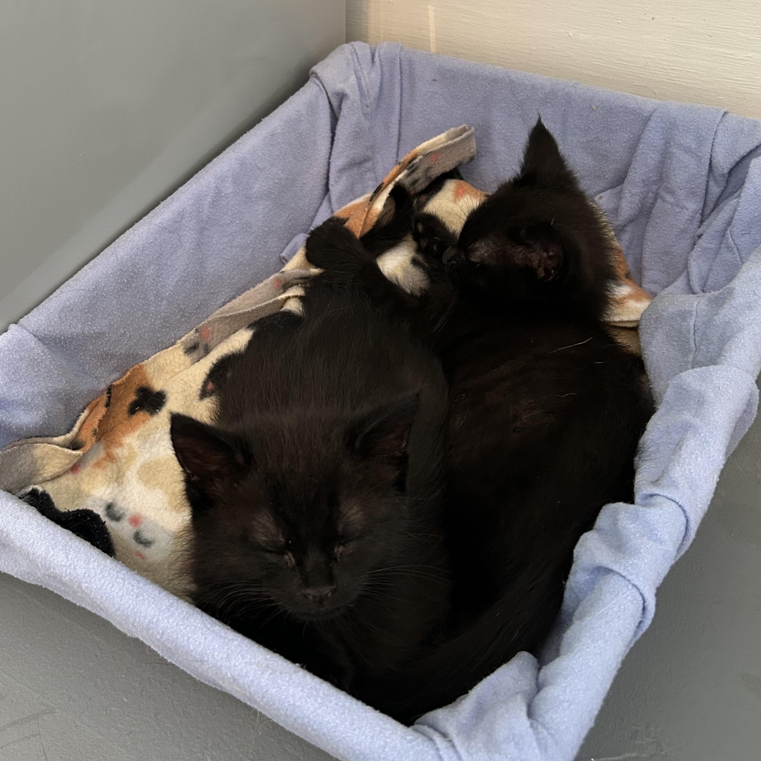 Enlarge Munchie, an adopted Domestic Short Hair in Brockport, NY image 5/5