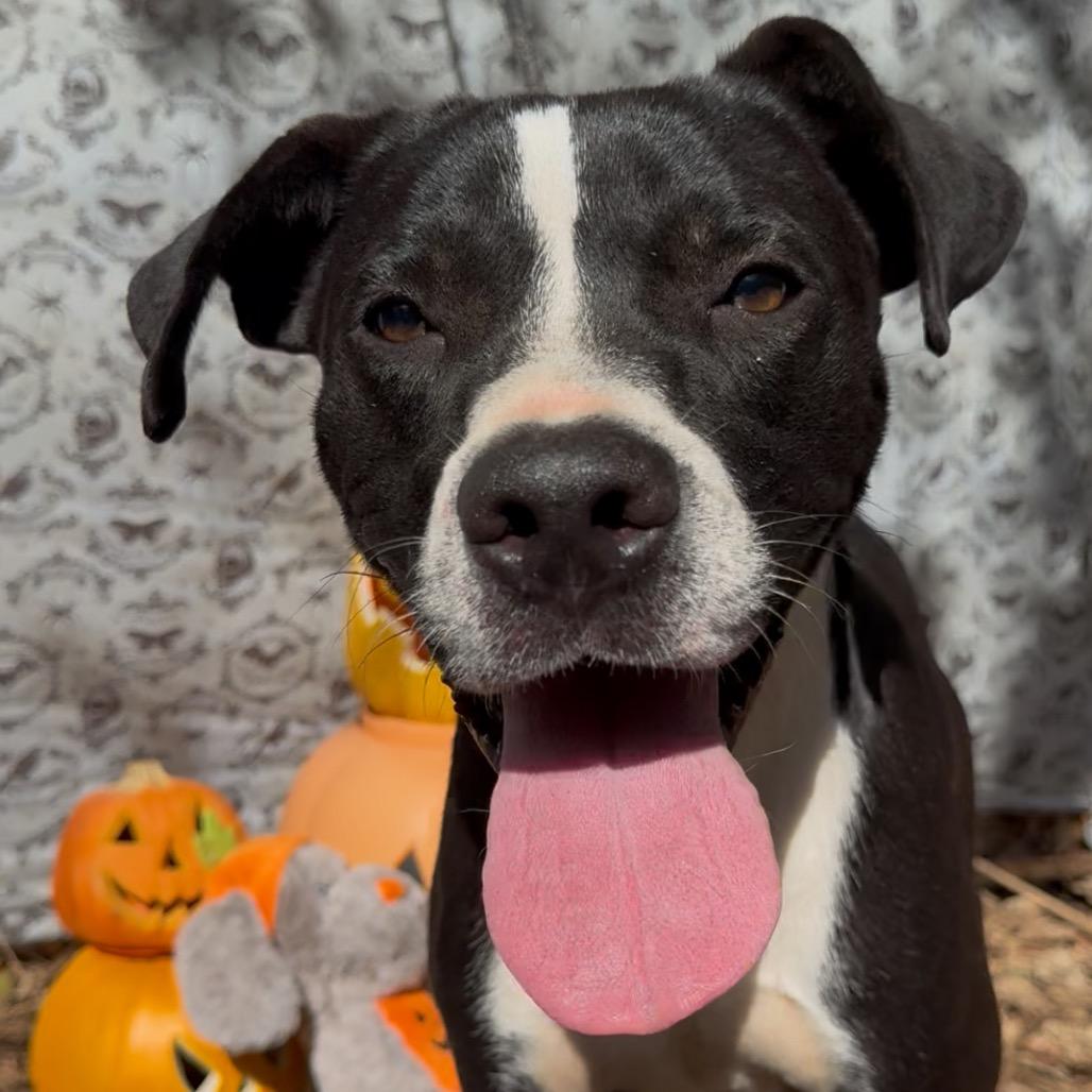 Enlarge Pierce, a Adoptable Mixed Breed in Monroeville, AL image 1/3