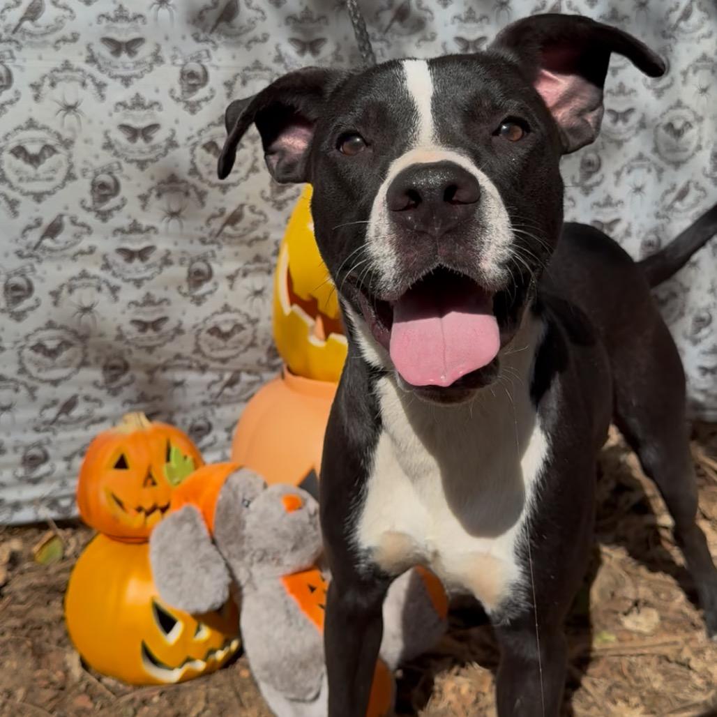 Enlarge Pierce, a Adoptable Mixed Breed in Monroeville, AL image 2/3
