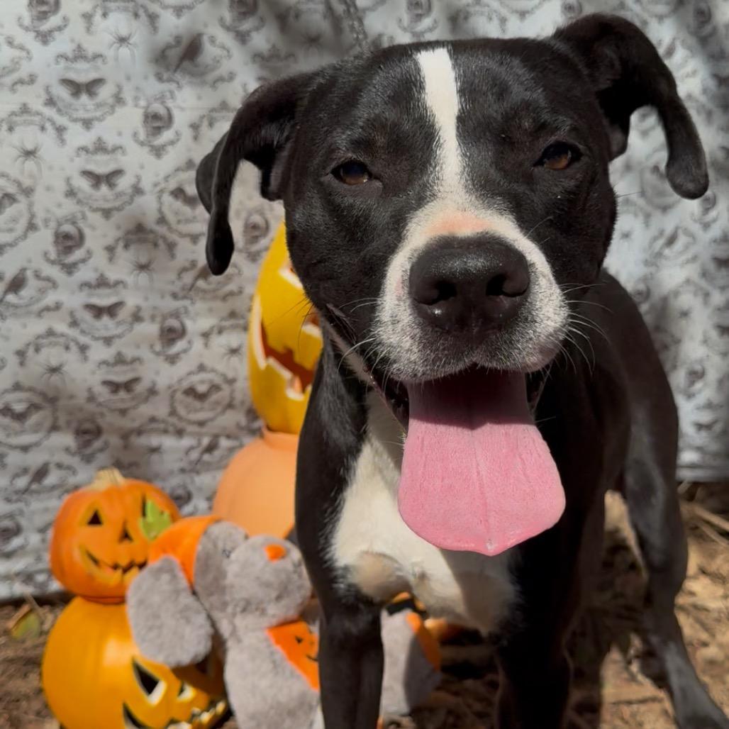 Enlarge Pierce, a Adoptable Mixed Breed in Monroeville, AL image 3/3
