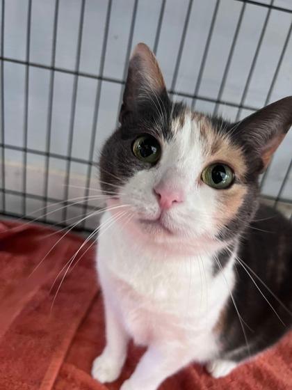 Enlarge Ella, a Adoptable Domestic Short Hair in Shohola, PA image 1/3