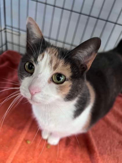 Enlarge Ella, a Adoptable Domestic Short Hair in Shohola, PA image 3/3