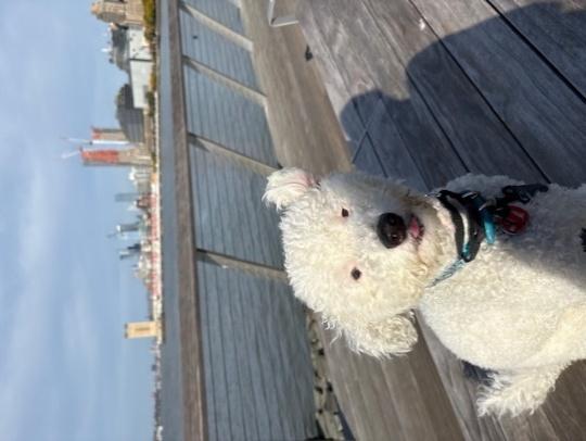 Enlarge KATO, an adopted mixed breed in Huntington, NY image 3/3