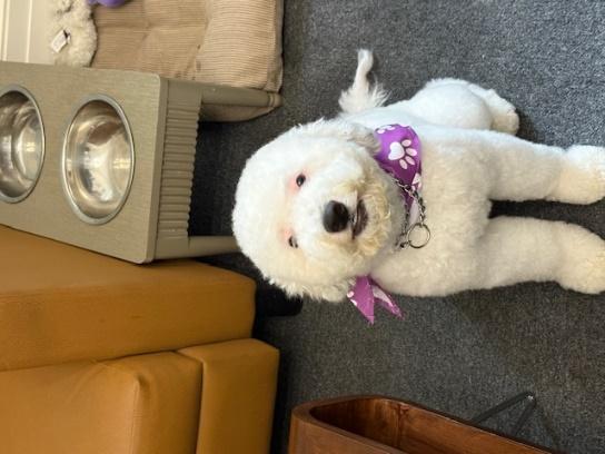 Enlarge KATO, an adopted mixed breed in Huntington, NY image 2/3