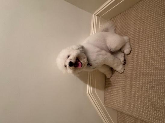 Enlarge KATO, an adopted mixed breed in Huntington, NY image 1/3