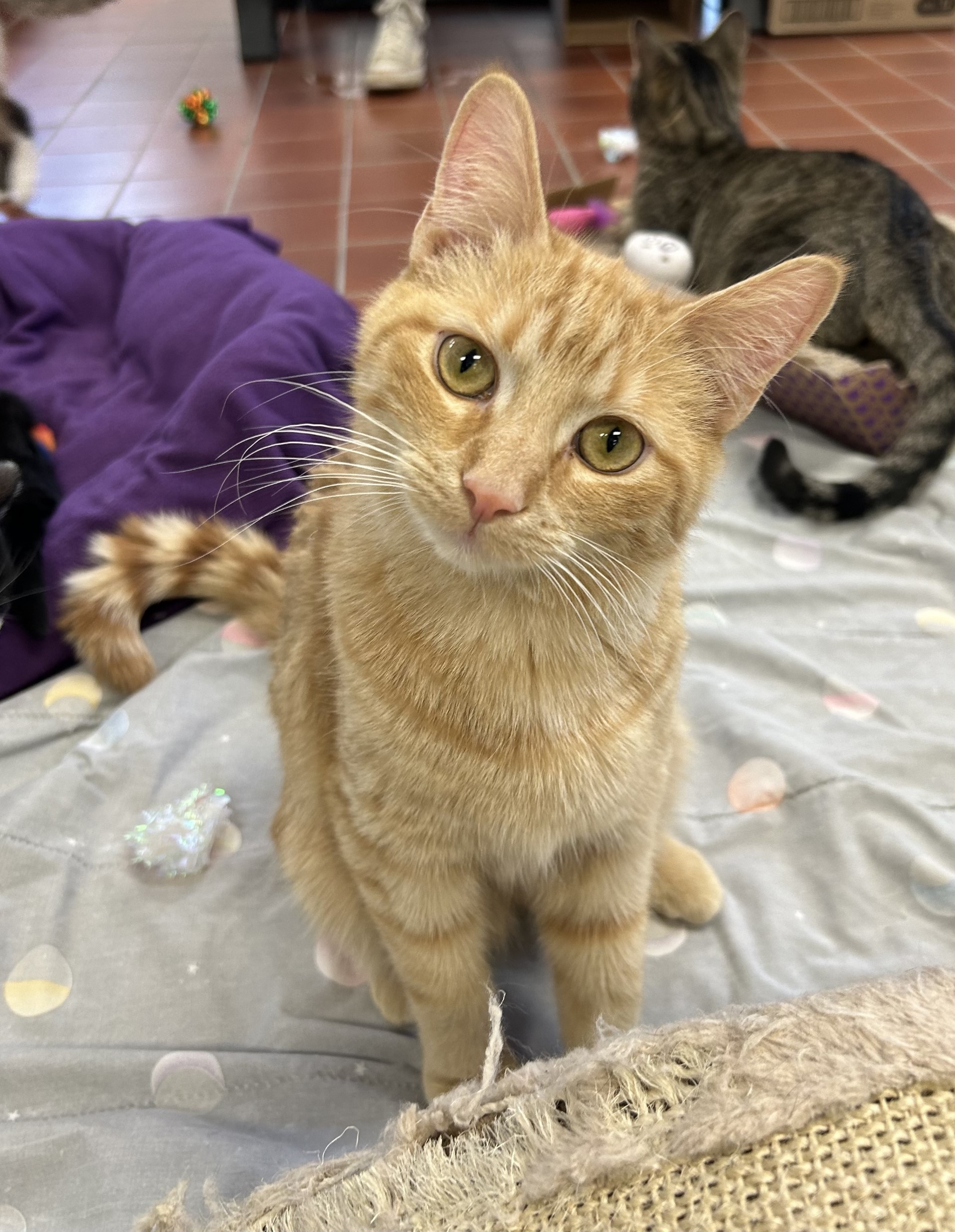 Enlarge Timon (Timmy), a Adoptable mixed breed in Battle Creek, MI image 2/5