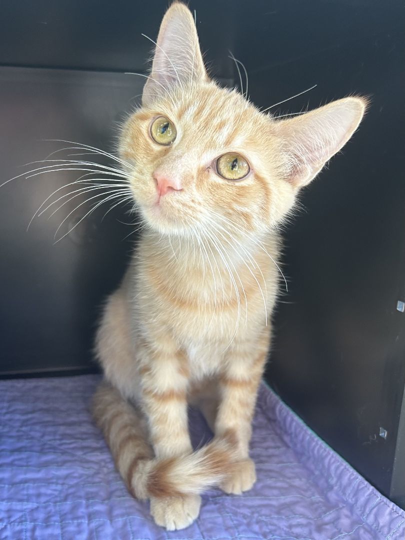 Enlarge Timon (Timmy), a Adoptable mixed breed in Battle Creek, MI image 5/5