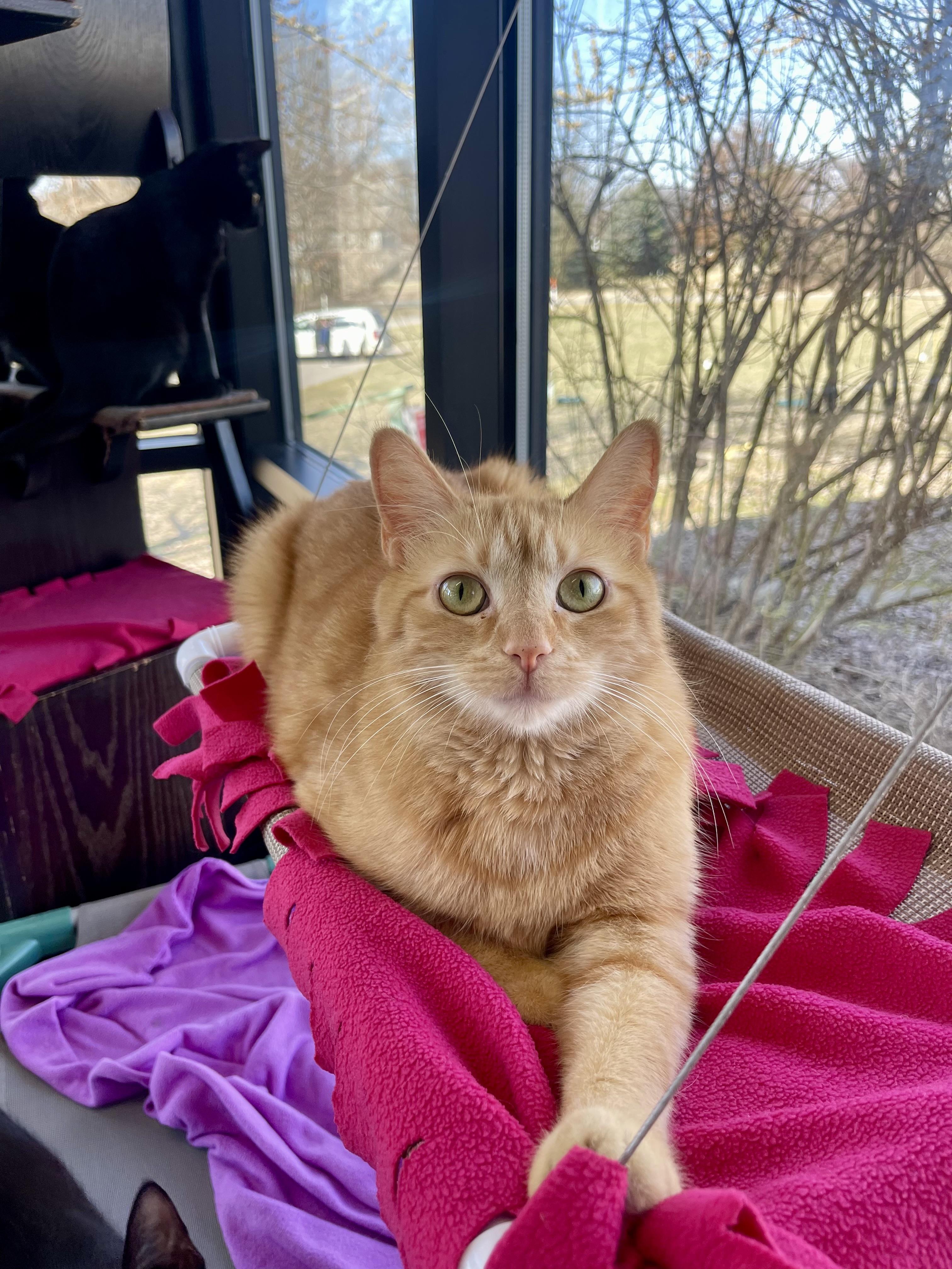 Timon (Timmy), Adoptable, Adult Male Domestic Short Hair.