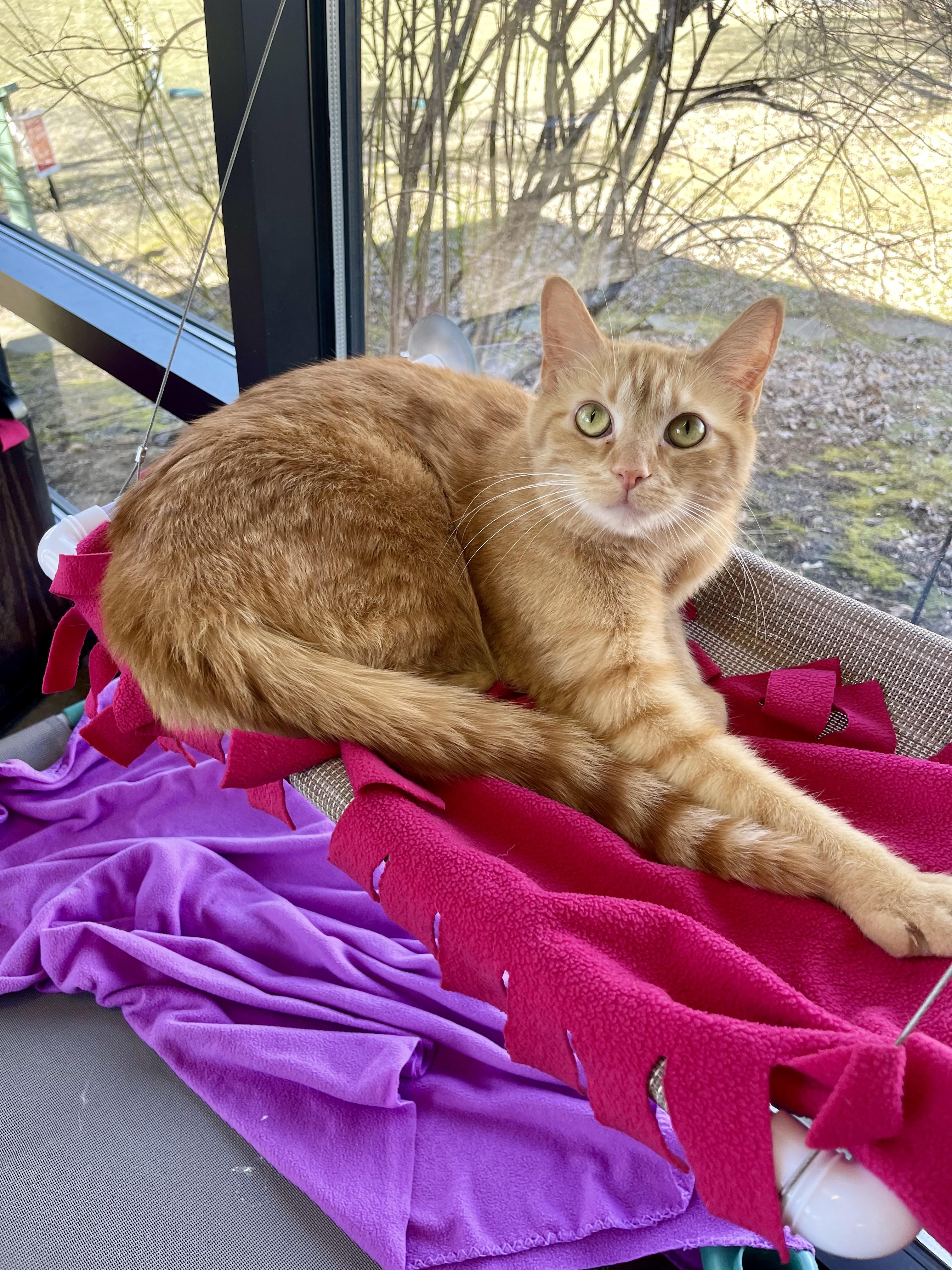 Enlarge Timon (Timmy), a Adoptable mixed breed in Battle Creek, MI image 4/5