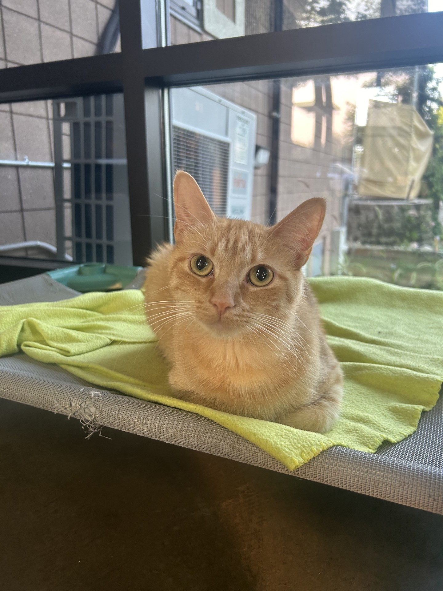 Enlarge Timon (Timmy), a Adoptable mixed breed in Battle Creek, MI image 3/5