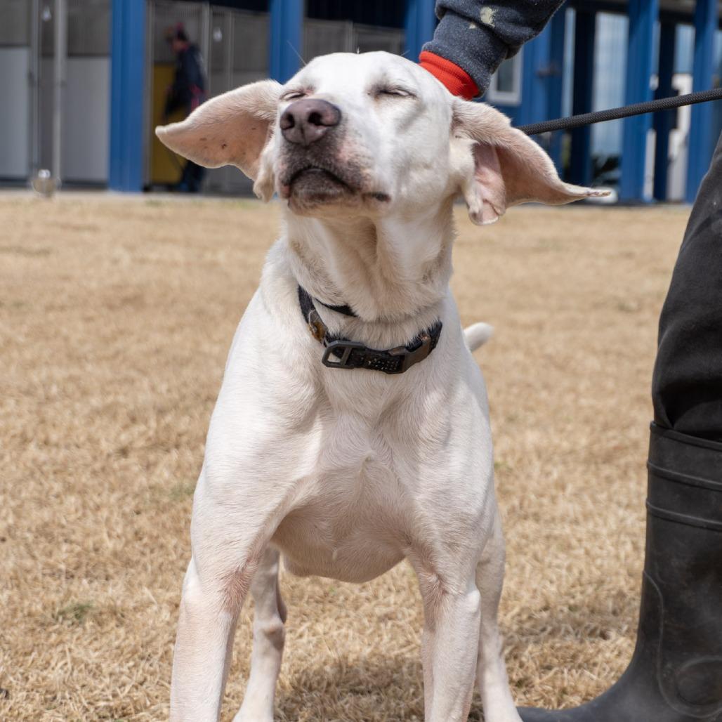 Ruth, a Adoptable Labrador Retriever in Elizabeth City, NC image 2/4