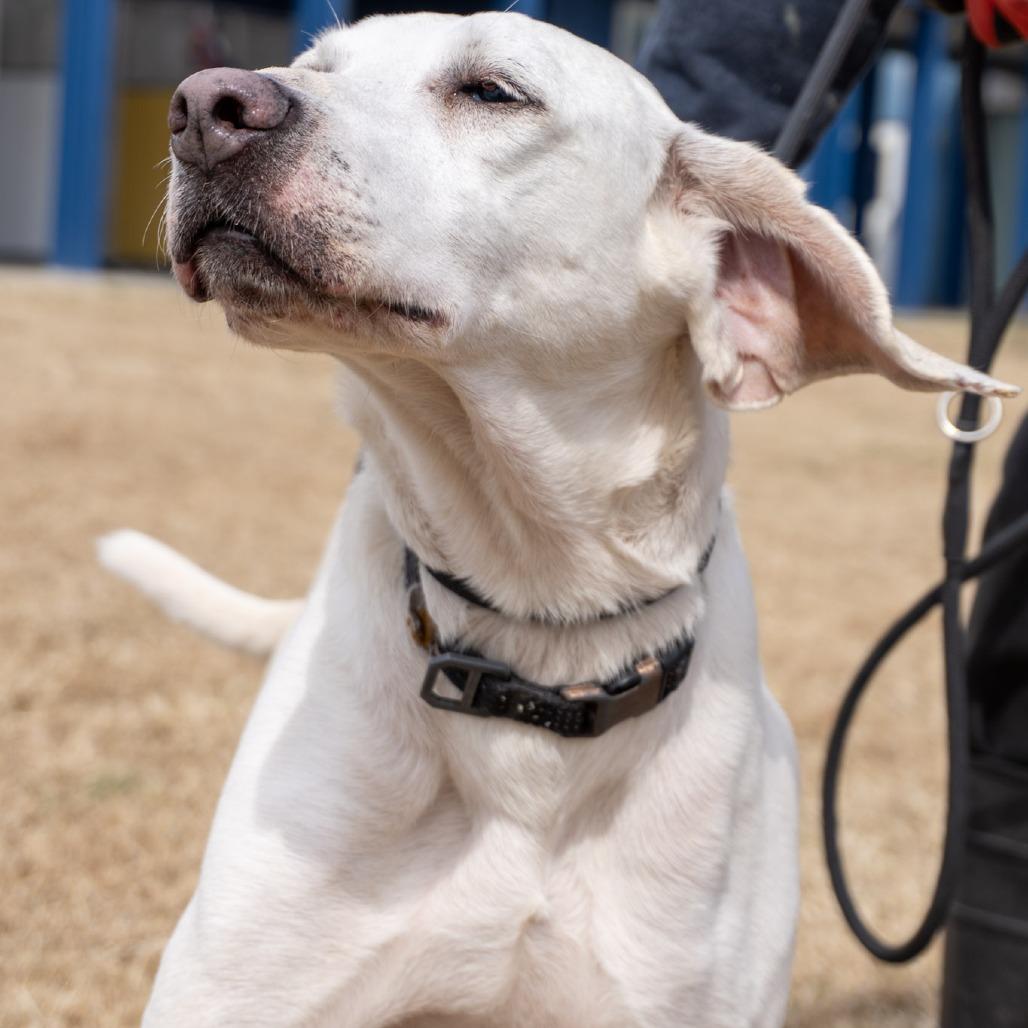 Ruth, a Adoptable Labrador Retriever in Elizabeth City, NC image 3/4