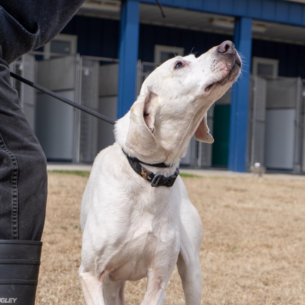 Ruth, a Adoptable Labrador Retriever in Elizabeth City, NC image 4/4