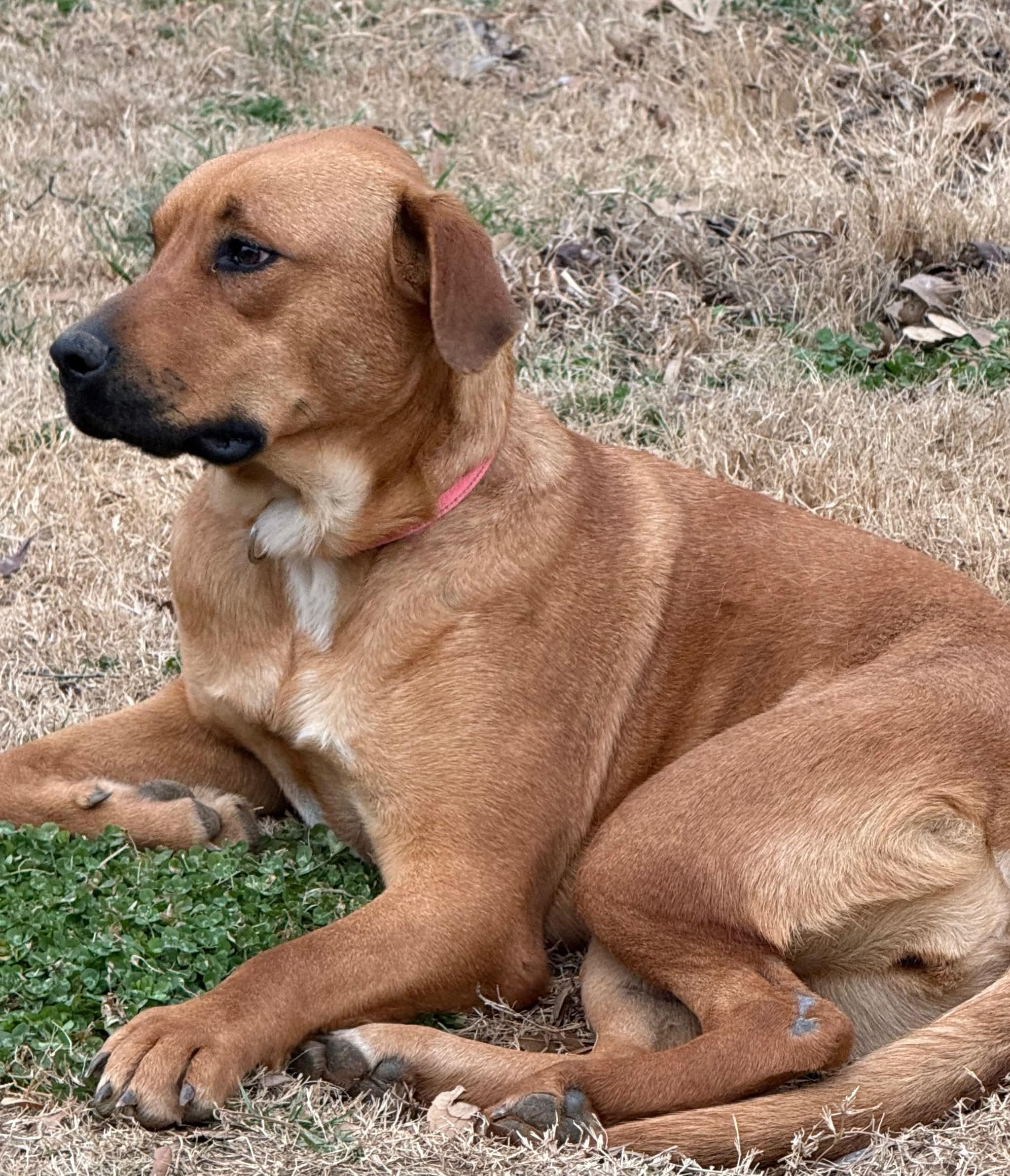 Enlarge Taffy, a Adoptable mixed breed in White Marsh, MD image 3/6