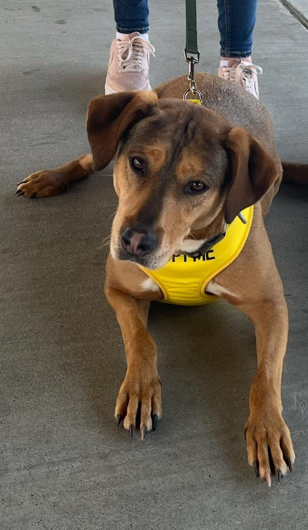 Penny, adoptable, Adult Female Hound & Labrador Retriever.