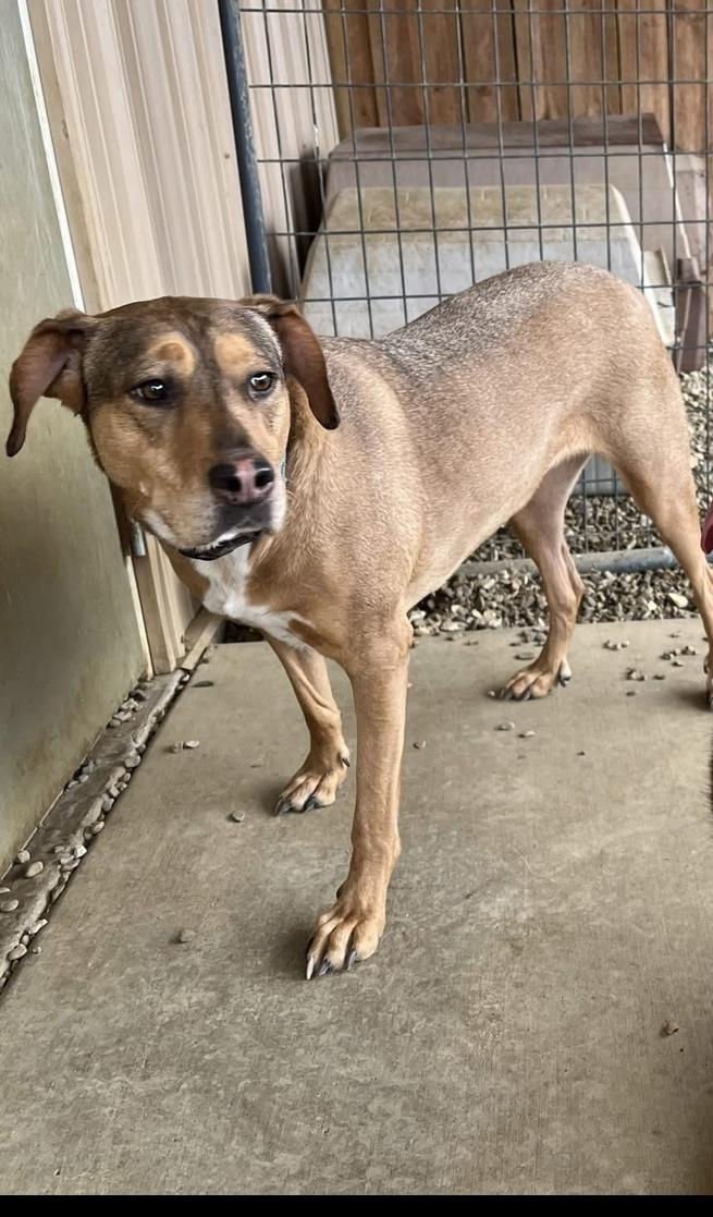Enlarge Penny, an adoptable mixed breed in Centerton, AR image 2/2