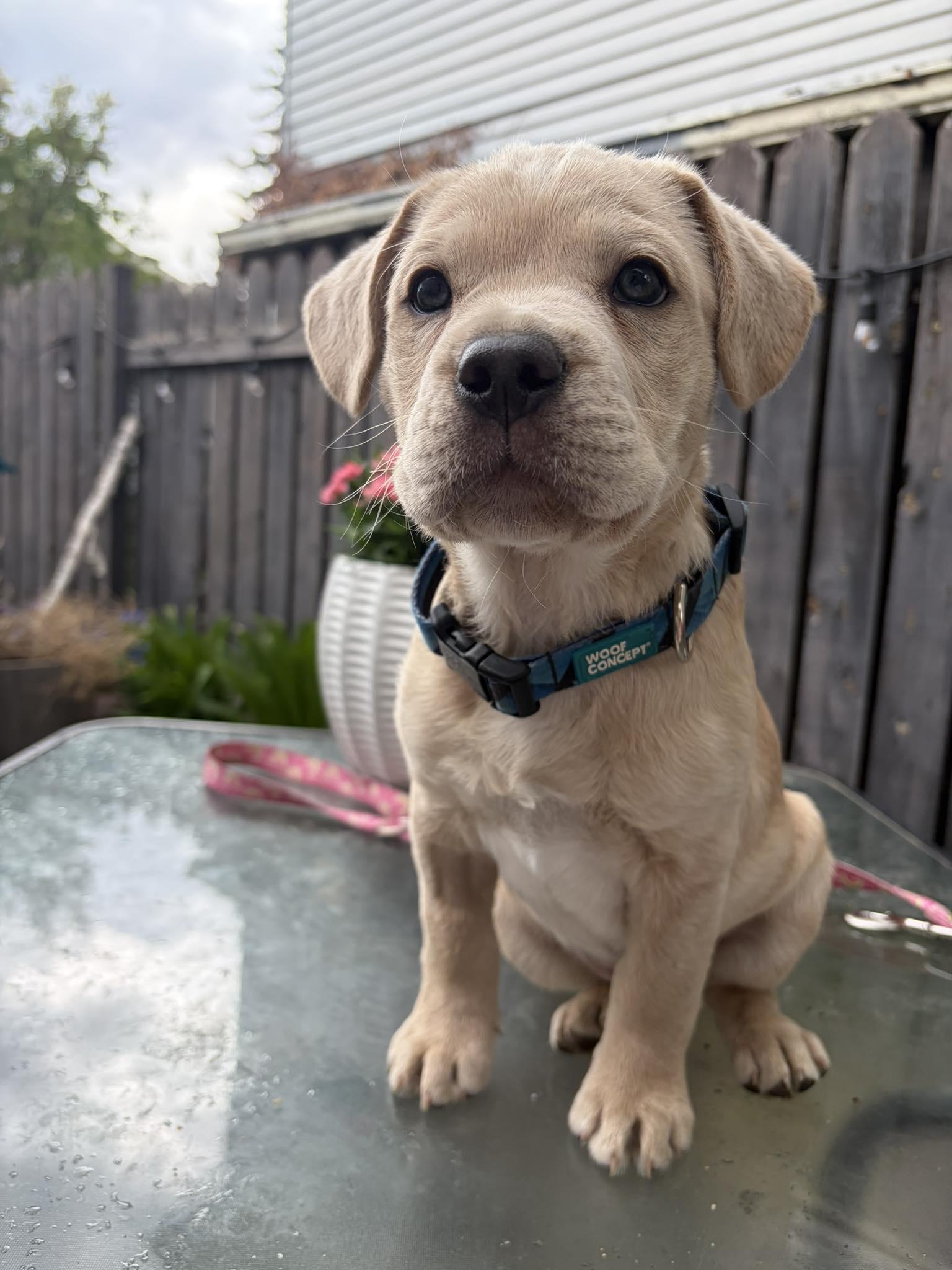Peanut, a ADOPTABLE mixed breed in Edmonton, AB image 1/5