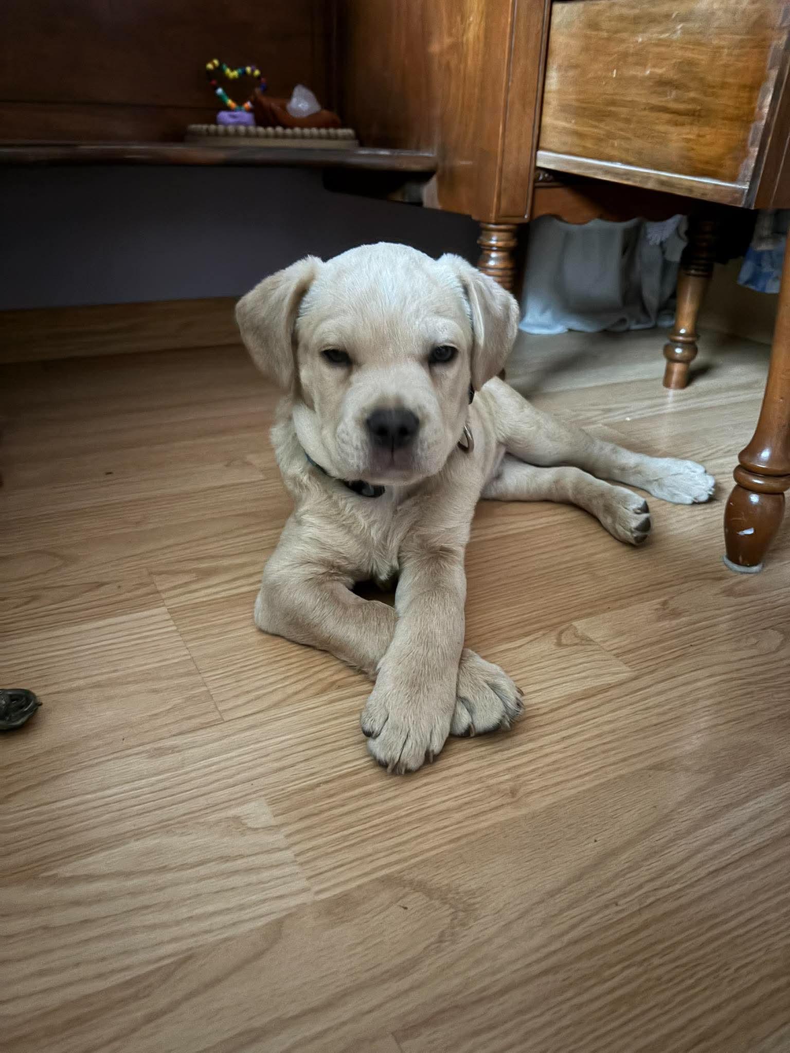 Peanut, a ADOPTABLE mixed breed in Edmonton, AB image 3/5