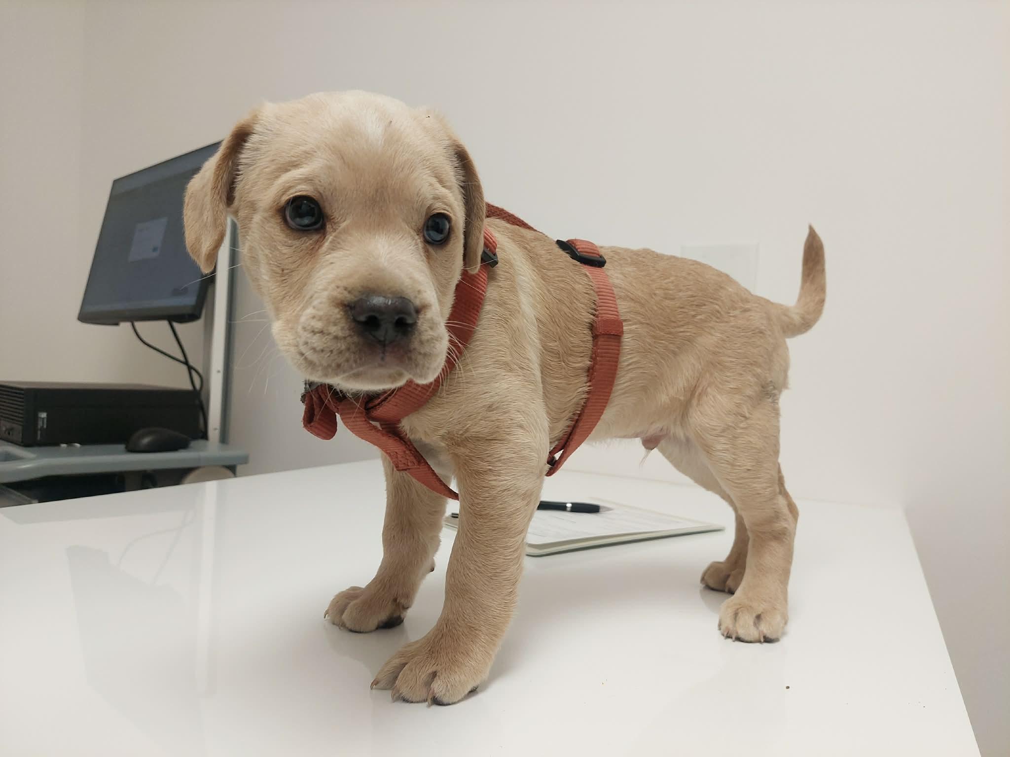 Peanut, a ADOPTABLE mixed breed in Edmonton, AB image 4/5