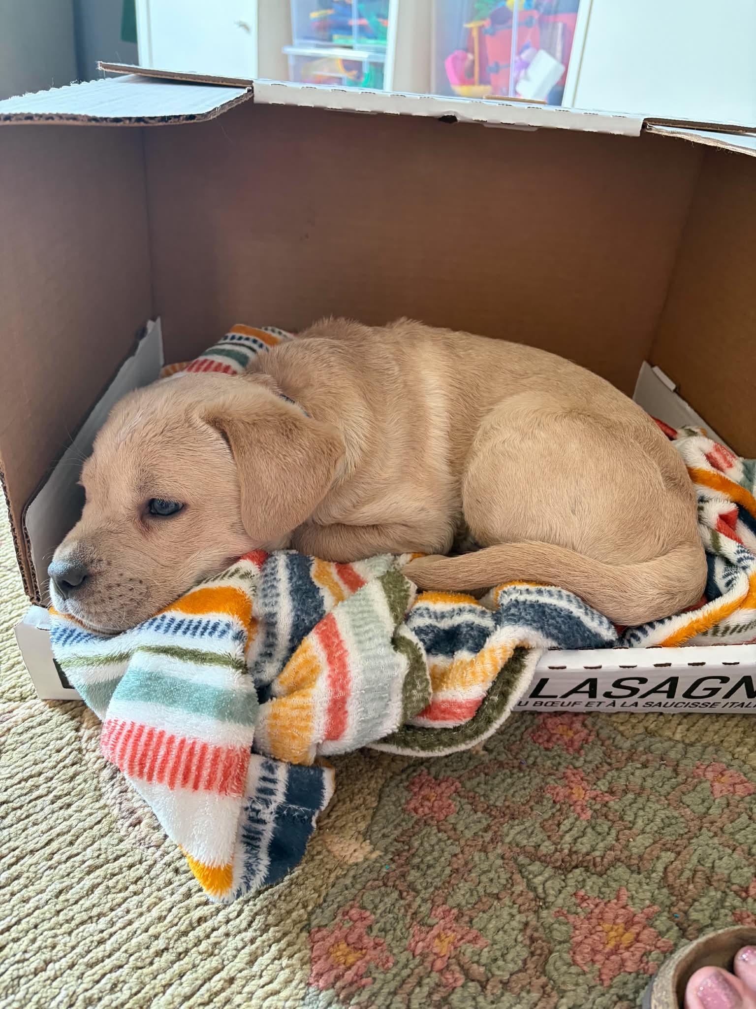 Peanut, a ADOPTABLE mixed breed in Edmonton, AB image 2/5