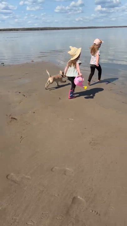 Enlarge Peanut, a ADOPTABLE mixed breed in Edmonton, AB video 5/5