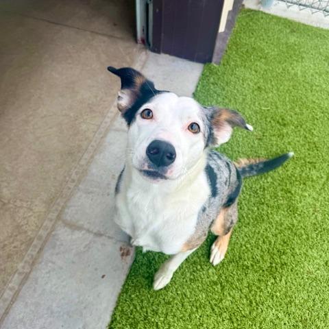 Luna, a Adoptable mixed breed in Cody, WY image 2/2