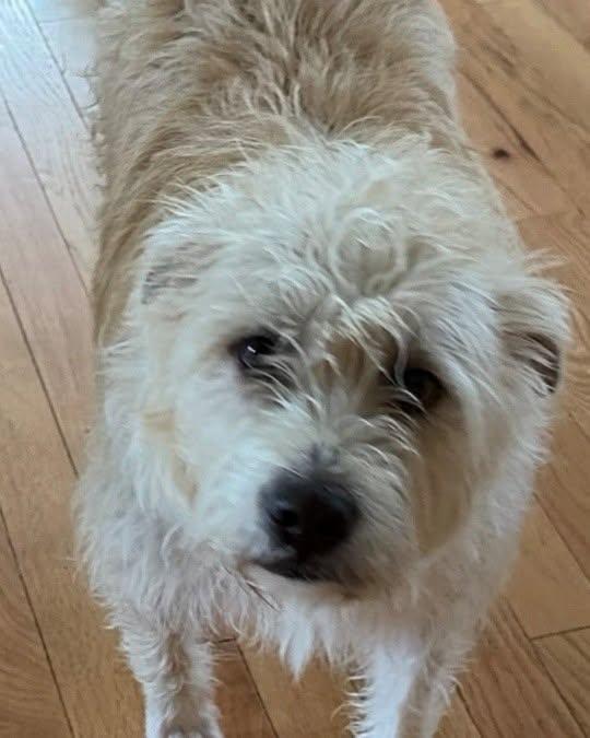 Enlarge Buster, a Adoptable Mixed Breed in Egg Harbor City, NJ image 1/2