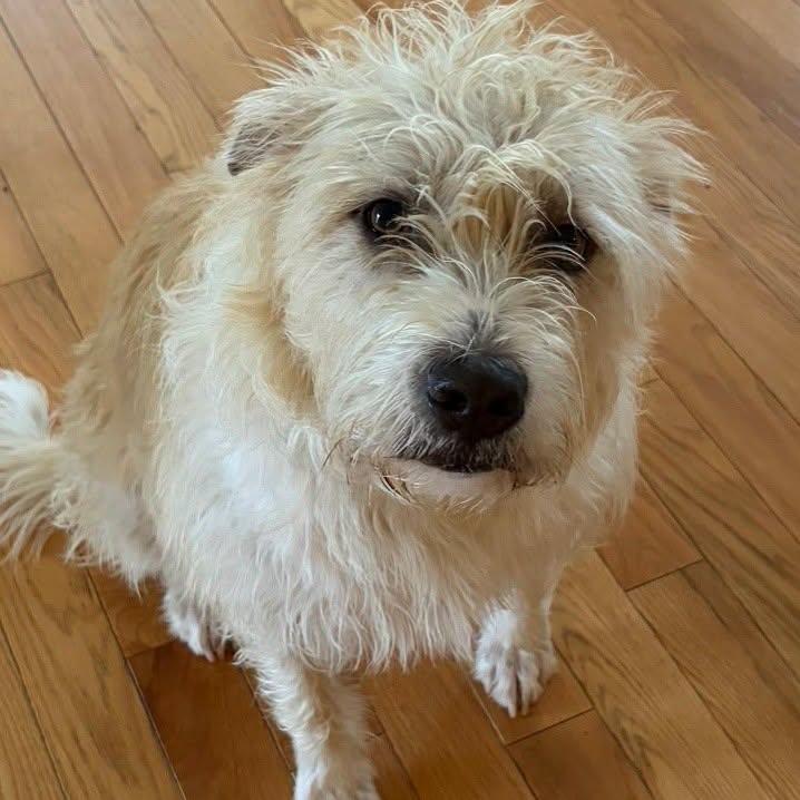 Enlarge Buster, a Adoptable Mixed Breed in Egg Harbor City, NJ image 2/2