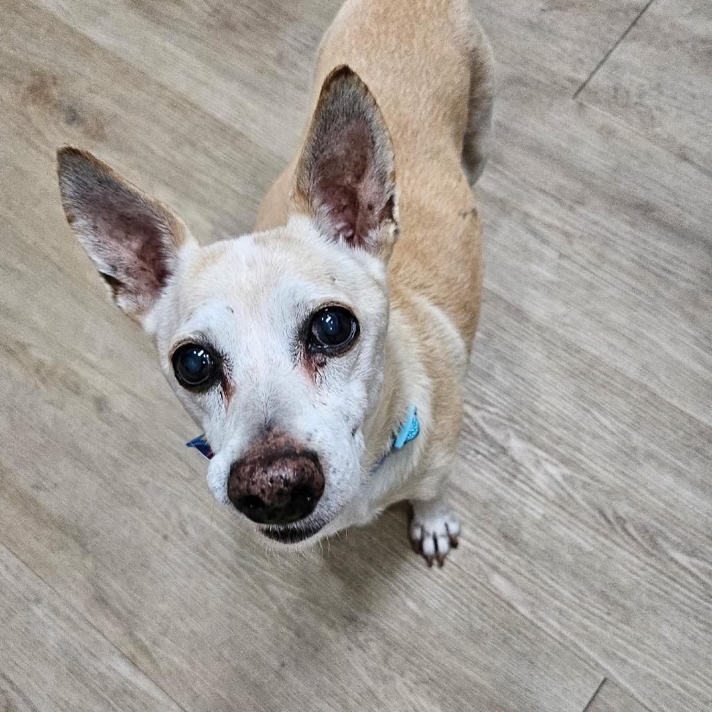 Sam, Adoptable, Senior Male Chihuahua.