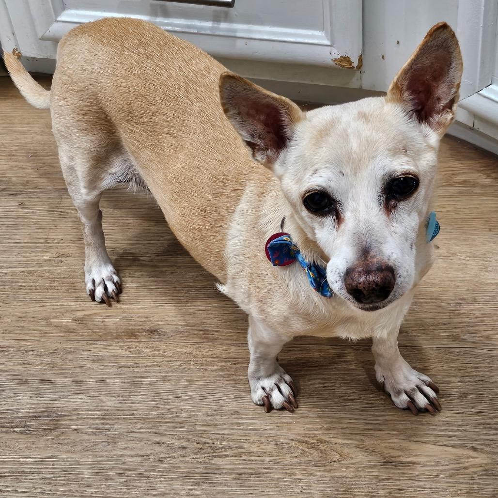 Enlarge Sam, a Adoptable Chihuahua in Las Vegas, NV image 2/3