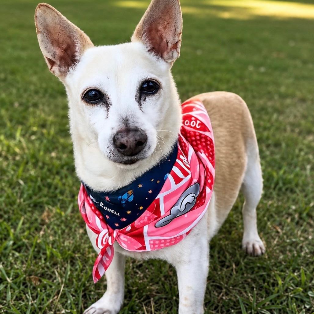 Enlarge Sam, a Adoptable Chihuahua in Las Vegas, NV image 1/1