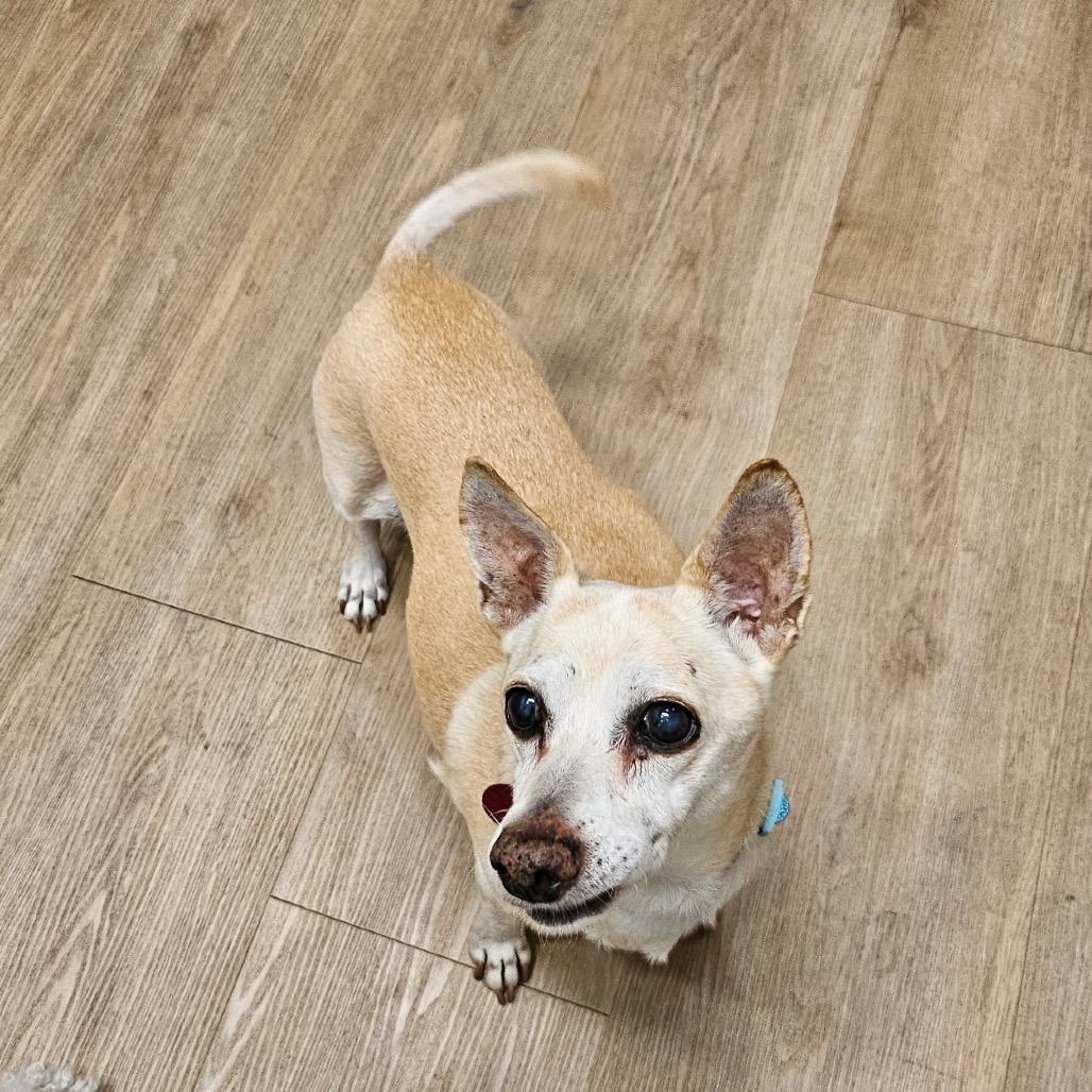 Enlarge Sam, a Adoptable Chihuahua in Las Vegas, NV image 3/3