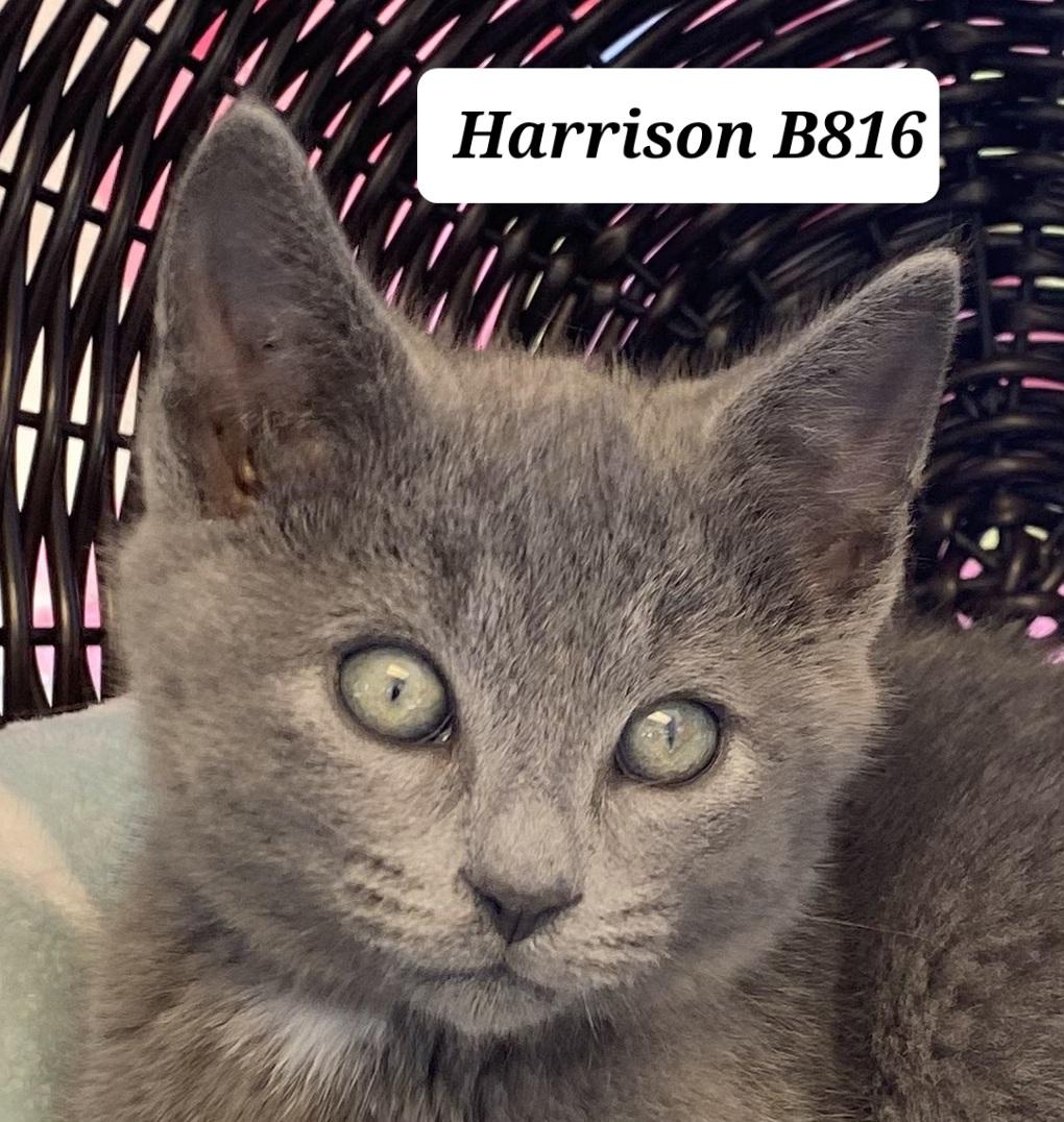 Harrison, adopted, Kitten Male Domestic Medium Hair.