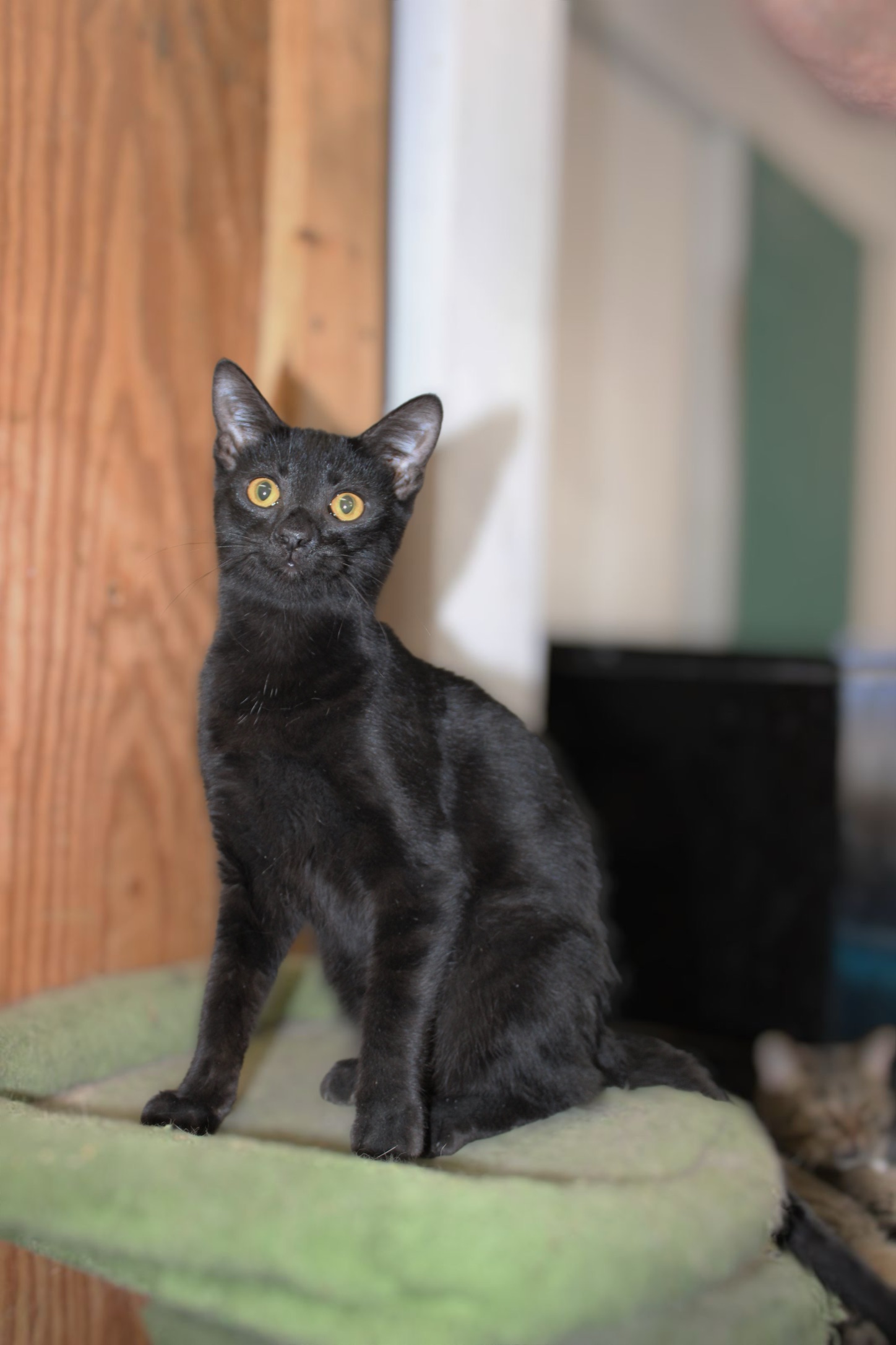 Lane, Adoptable, Adult Male Domestic Short Hair.