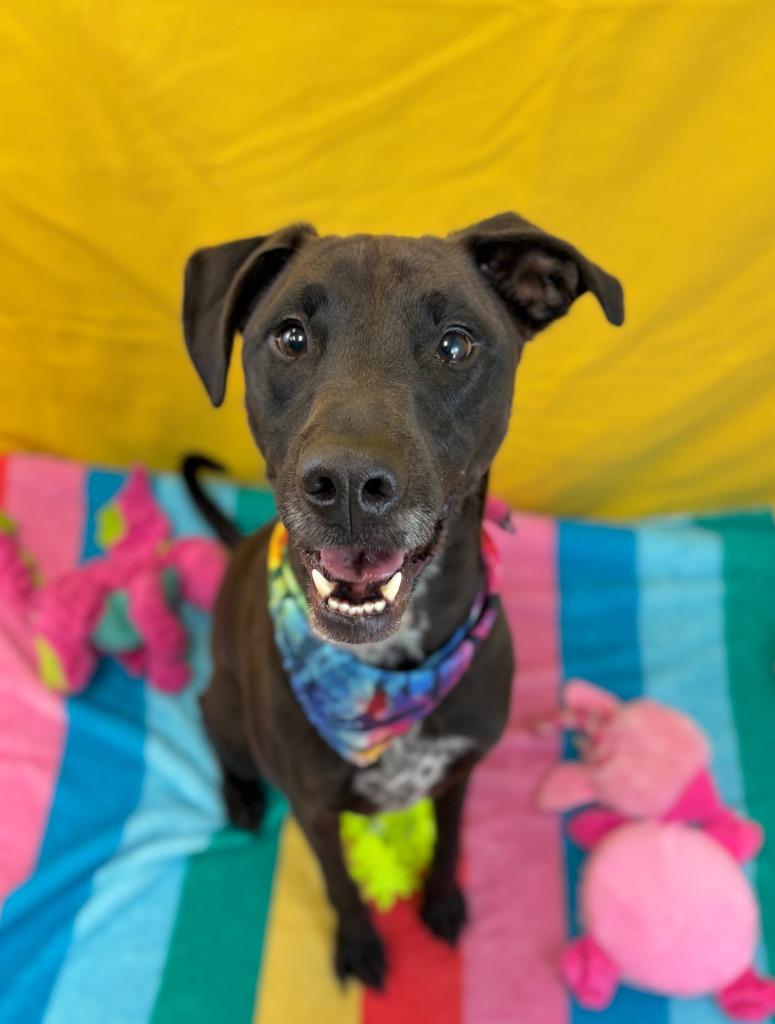 Phoenix, Adoptable, Adult Male Labrador Retriever.